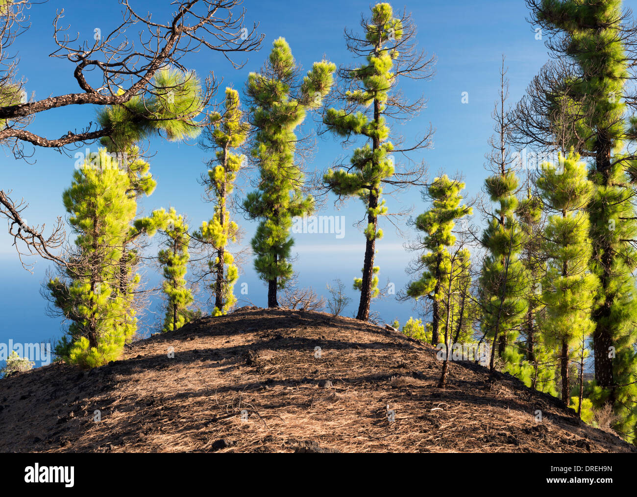 Canarian pine trees (Pinus canariensis) near Los Canarios, La Palma ...