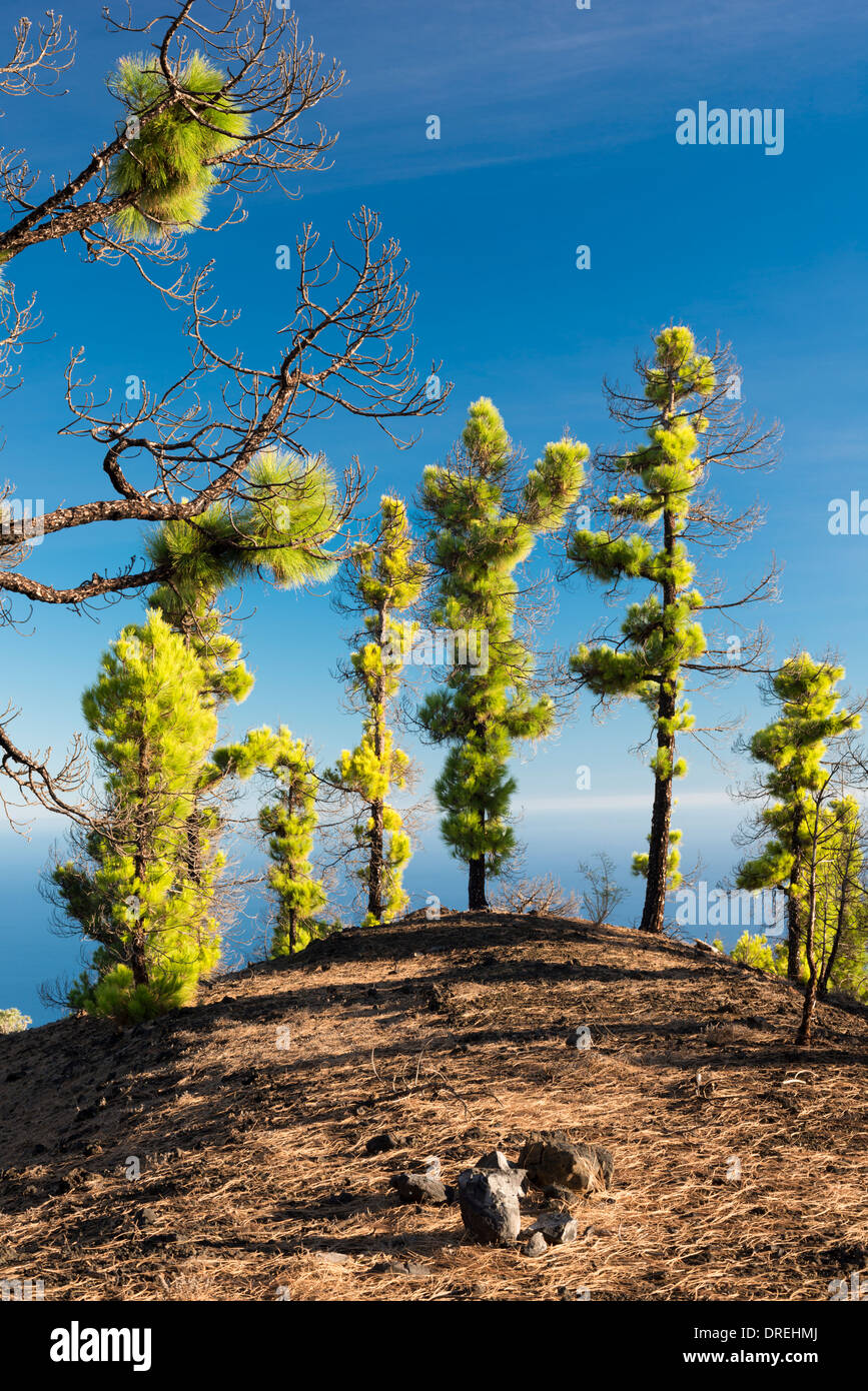 Canarian pine trees (Pinus canariensis) near Los Canarios, La Palma ...