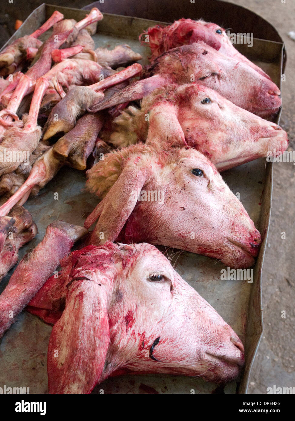 severed sheep heads on a tray in a Tunisian butcher's shop Stock Photo