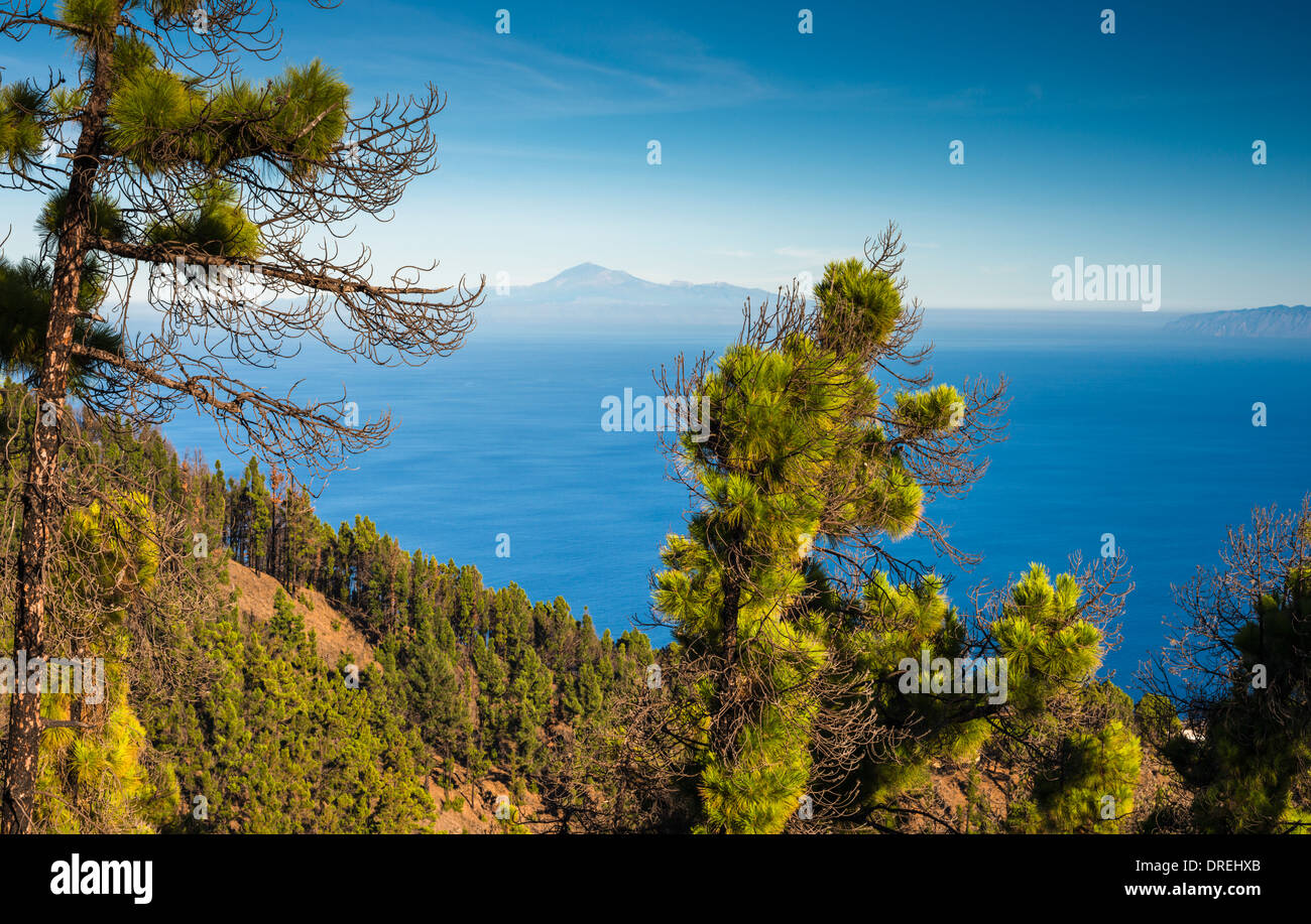 Canarian pine pinus canariensis hi-res stock photography and images - Alamy