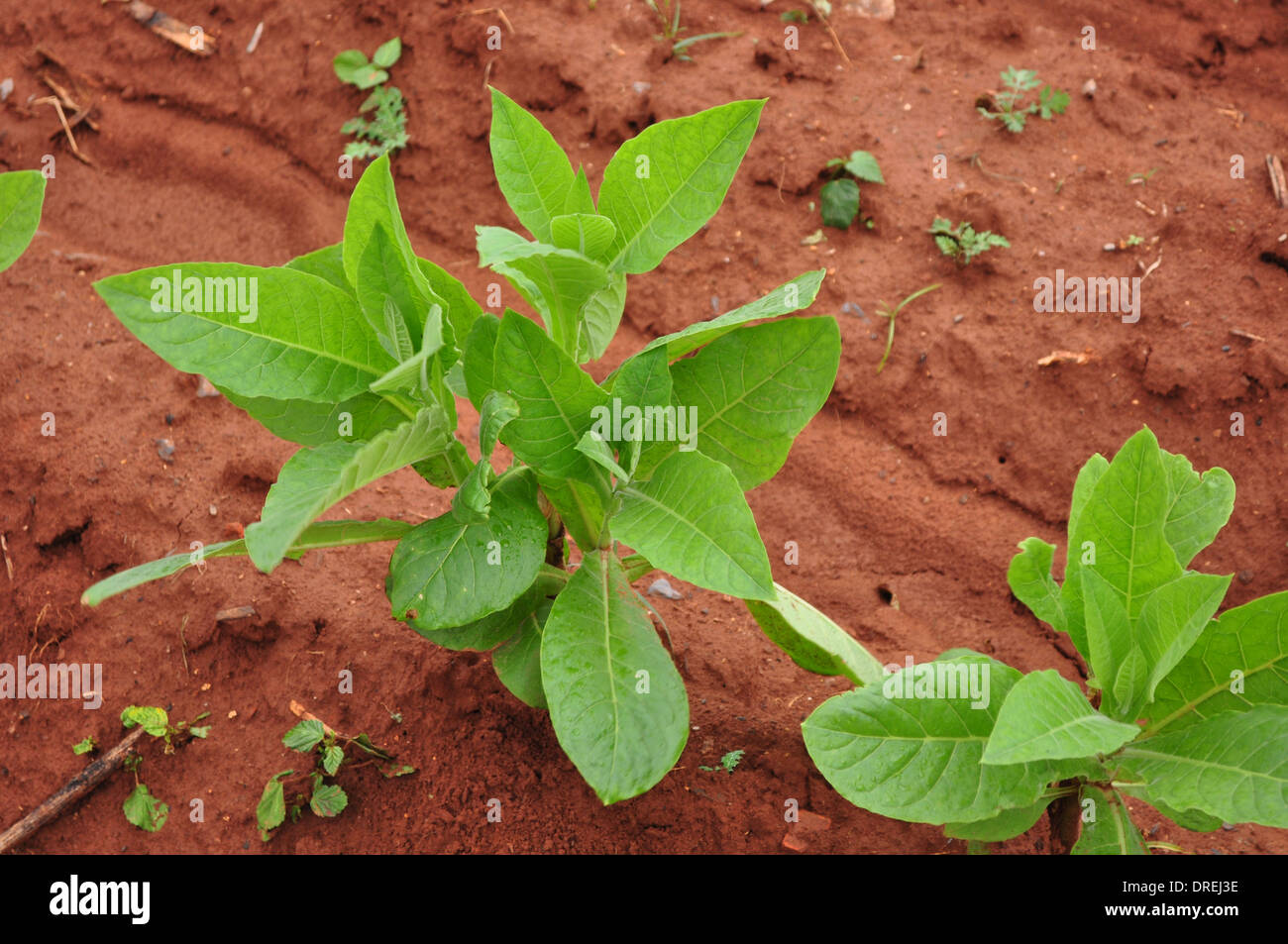Havana, Cuba: young tobacco plant growing on a plantation near Vijales  Stock Photo