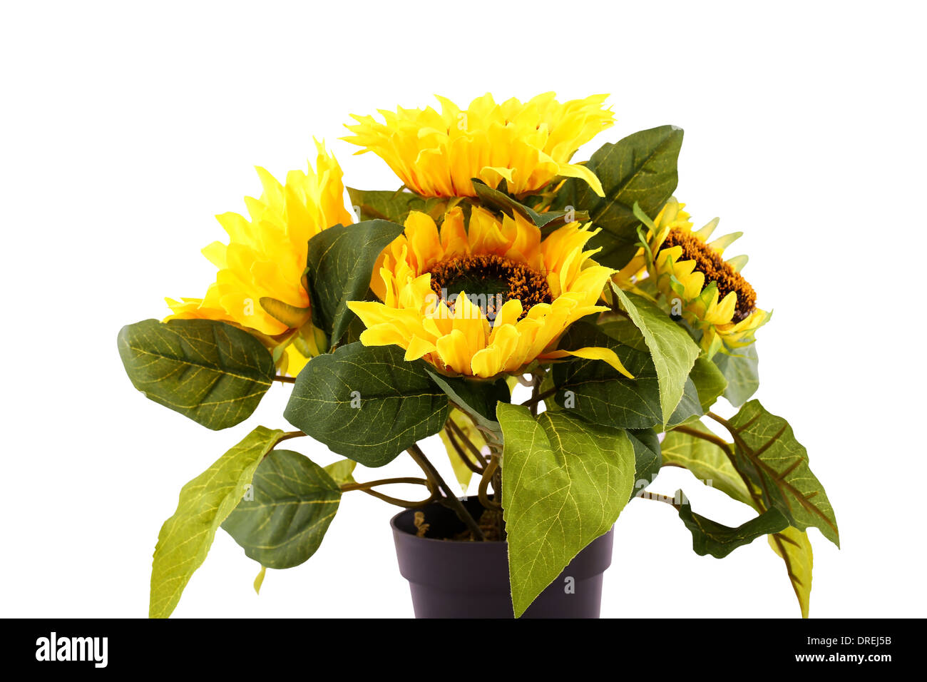 Sunflowers in vase isolated on white background Stock Photo - Alamy
