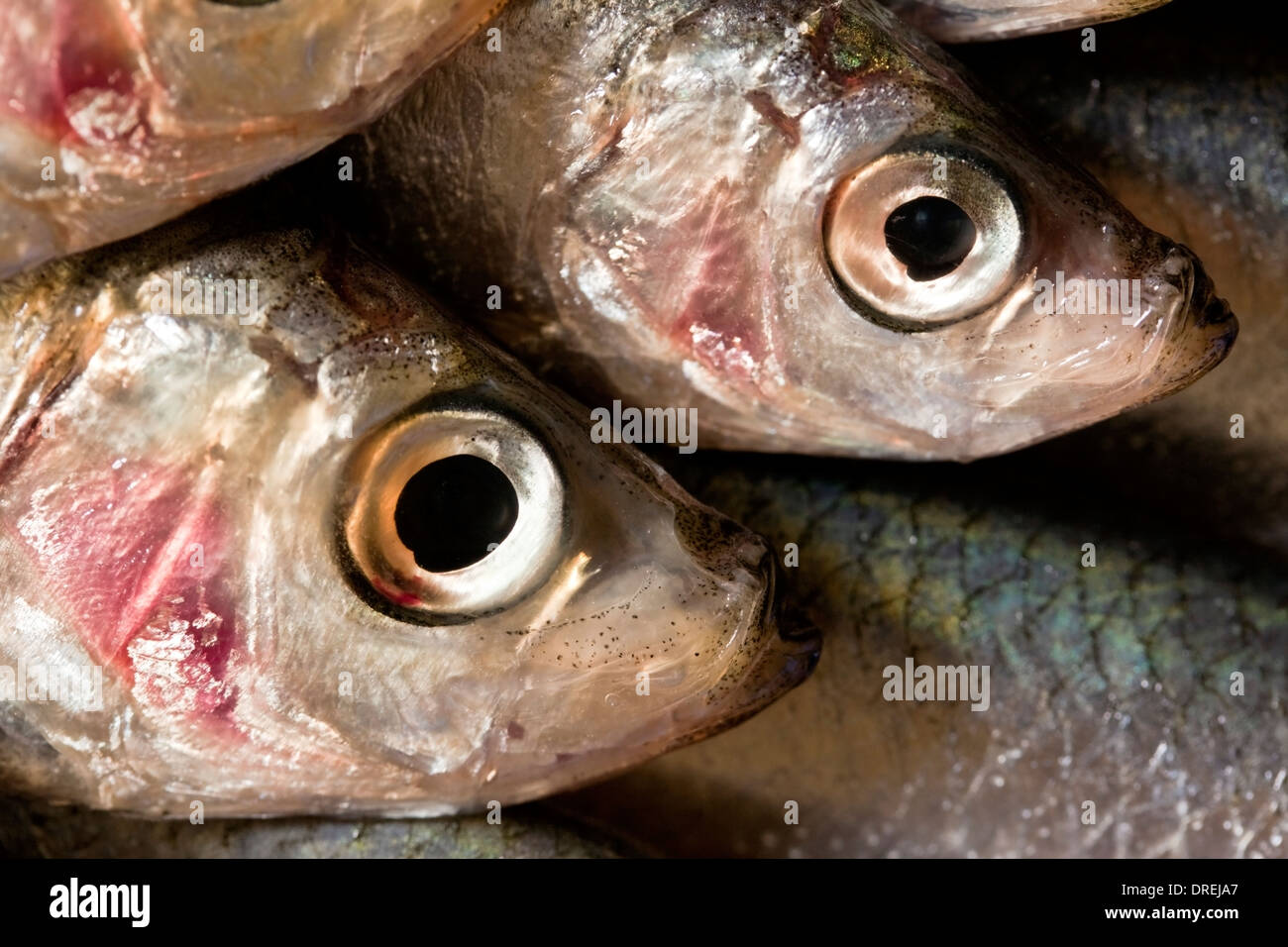 Close up of a tray of sprats (sprattus sprattus) Stock Photo