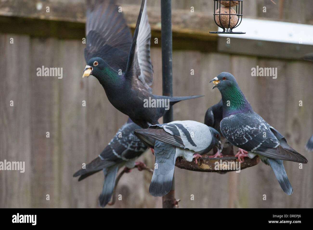 Feral pigeon garden uk hires stock photography and images Alamy