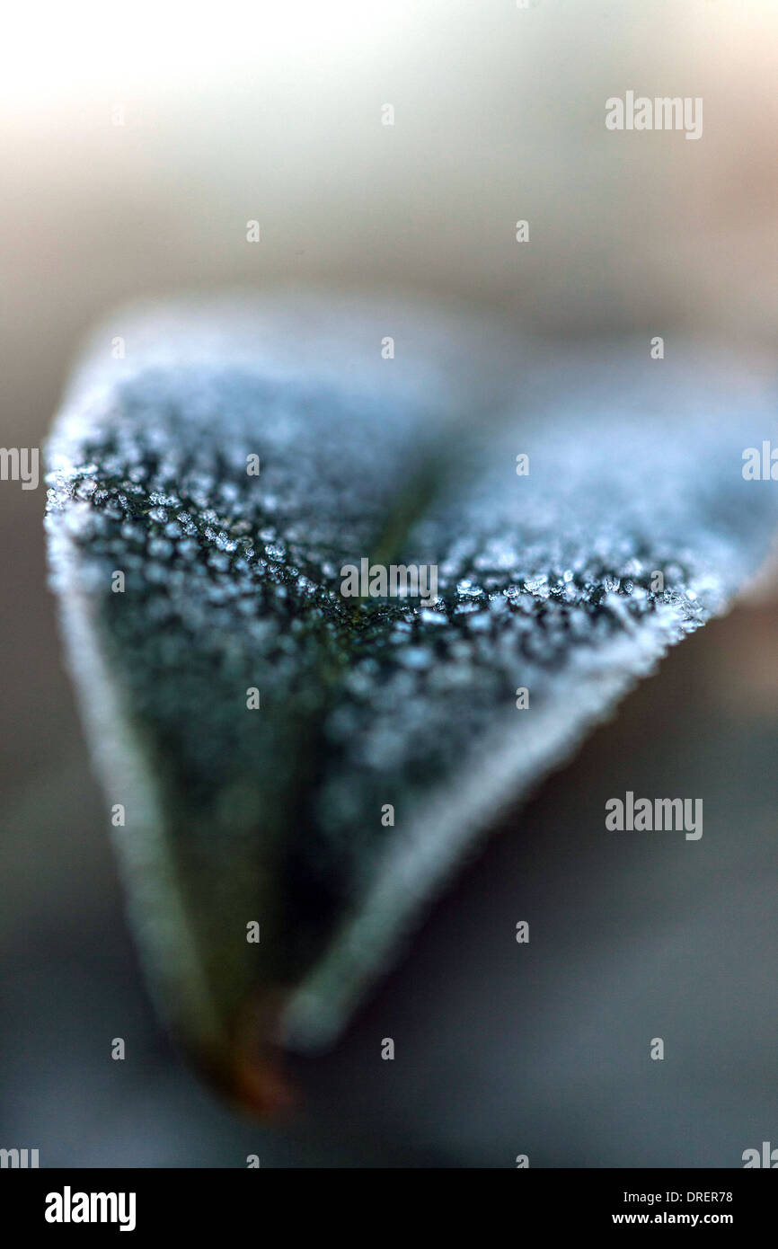 Frost as sugar coating on a leave Stock Photo