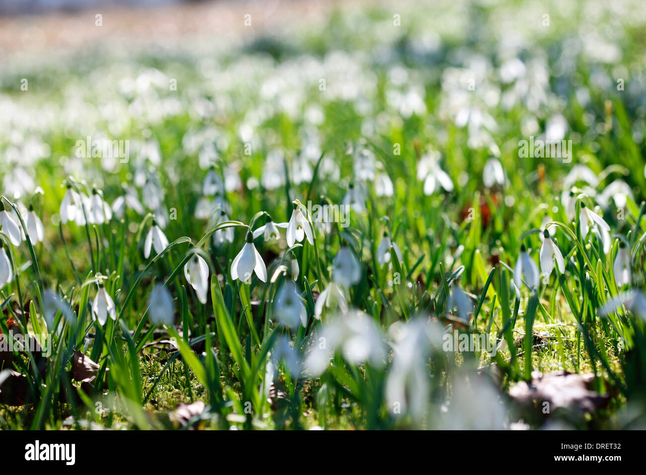 Perfectly Peaceful Scene Field of Snowdrops on a Sunny Day  Jane Ann Butler Photography  JABP691 Stock Photo