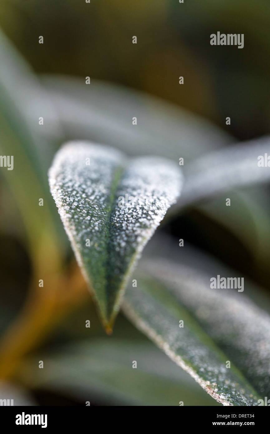 Frost like sugar coating on leaves Stock Photo