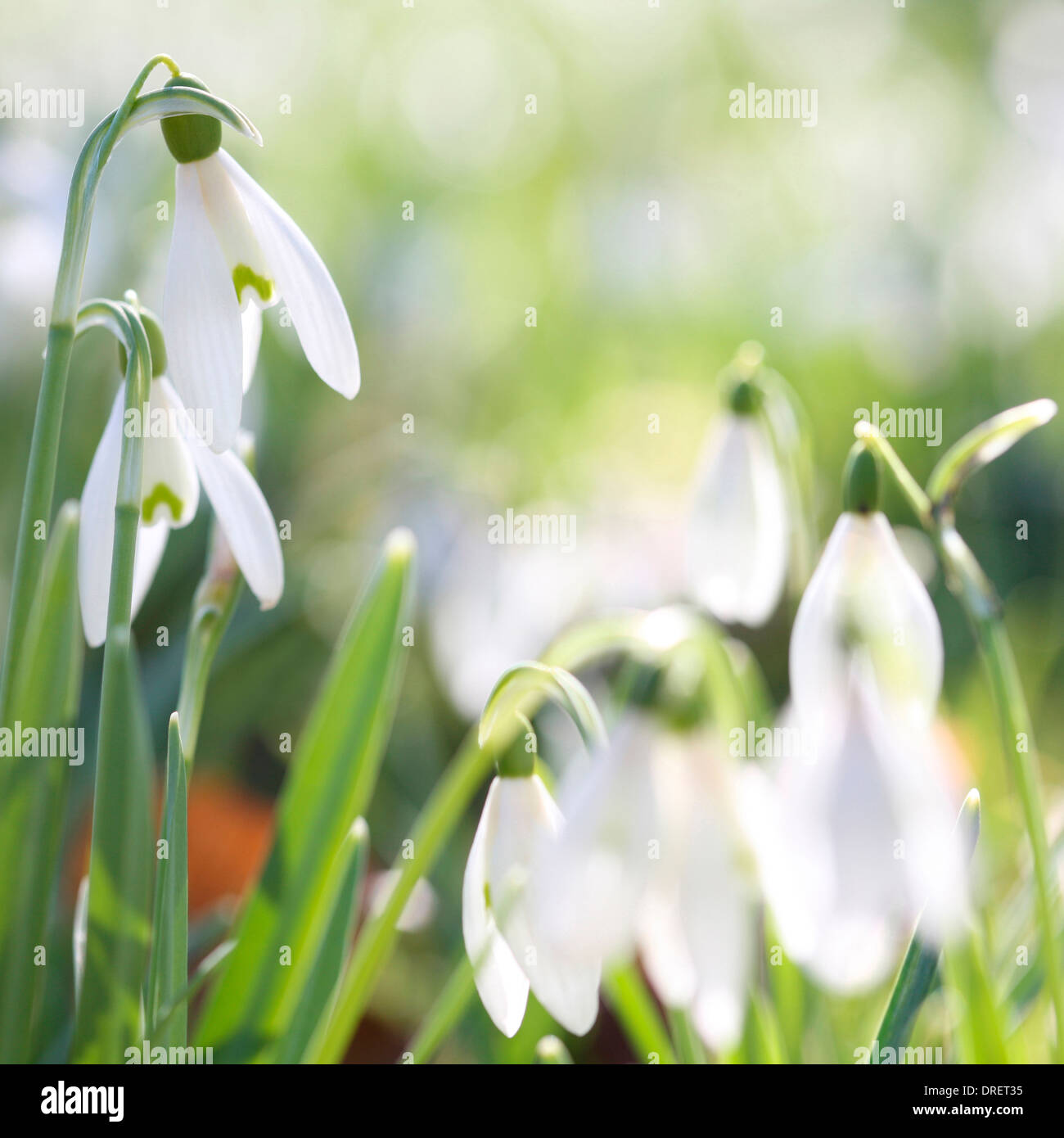 A Thoughtful and Meditative Image of Springtime  Jane Ann Butler Photography  JABP693 Stock Photo