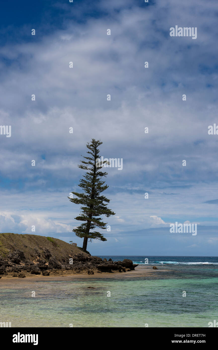 A lone pine tree at Lone Pine Headland Emily Bay Norfolk Island Australia Stock Photo