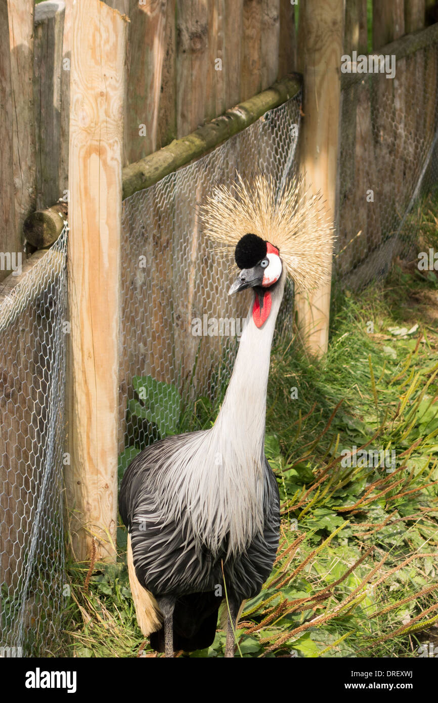 Grey crowned crane at WWT Slimbridge Wetland Centre, Gloucestershire, UK Stock Photo