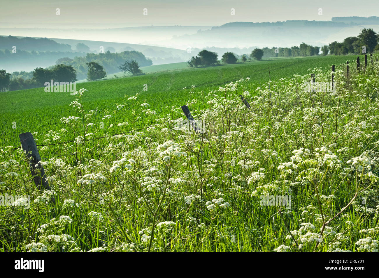 A view of the English countryside on a spring morning with wildflowers in the foreground and mist in the distance Stock Photo