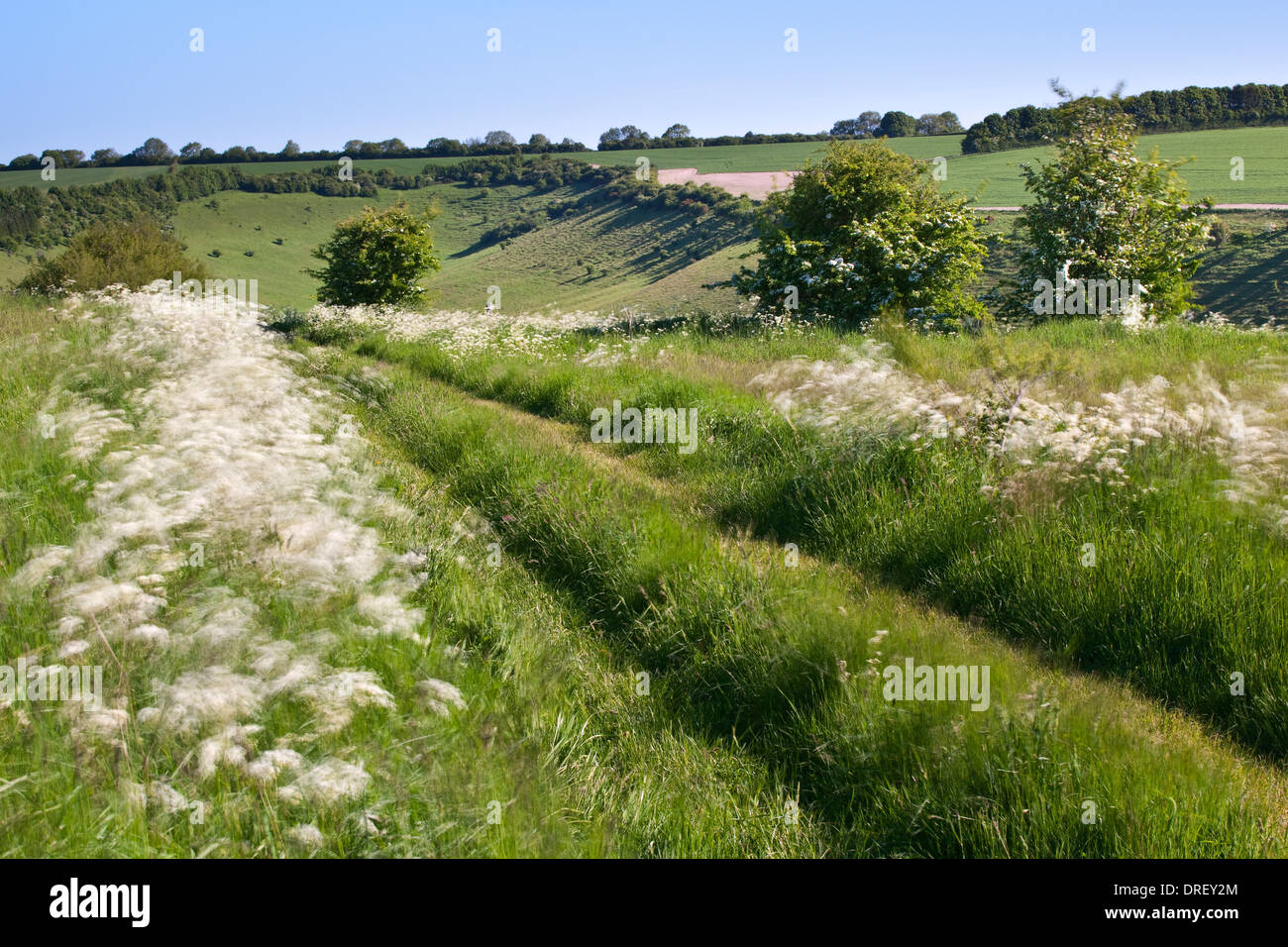 A view of a footpath on English downland on a spring morning with wildflowers blowing in the wind Stock Photo