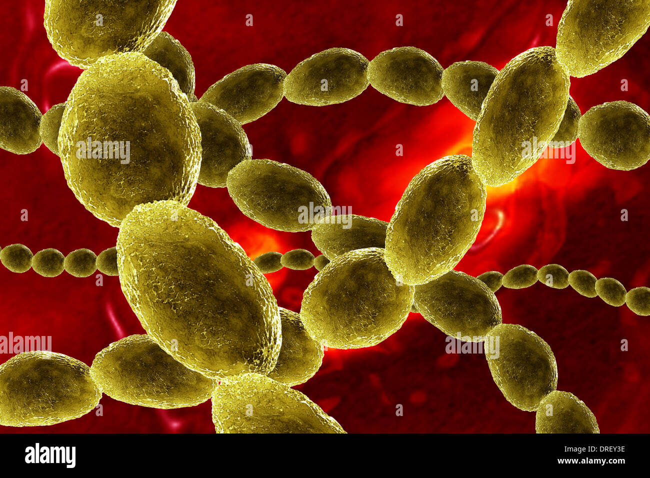 Coccus Bacteria Stock Photos & Coccus Bacteria Stock Images - Alamy