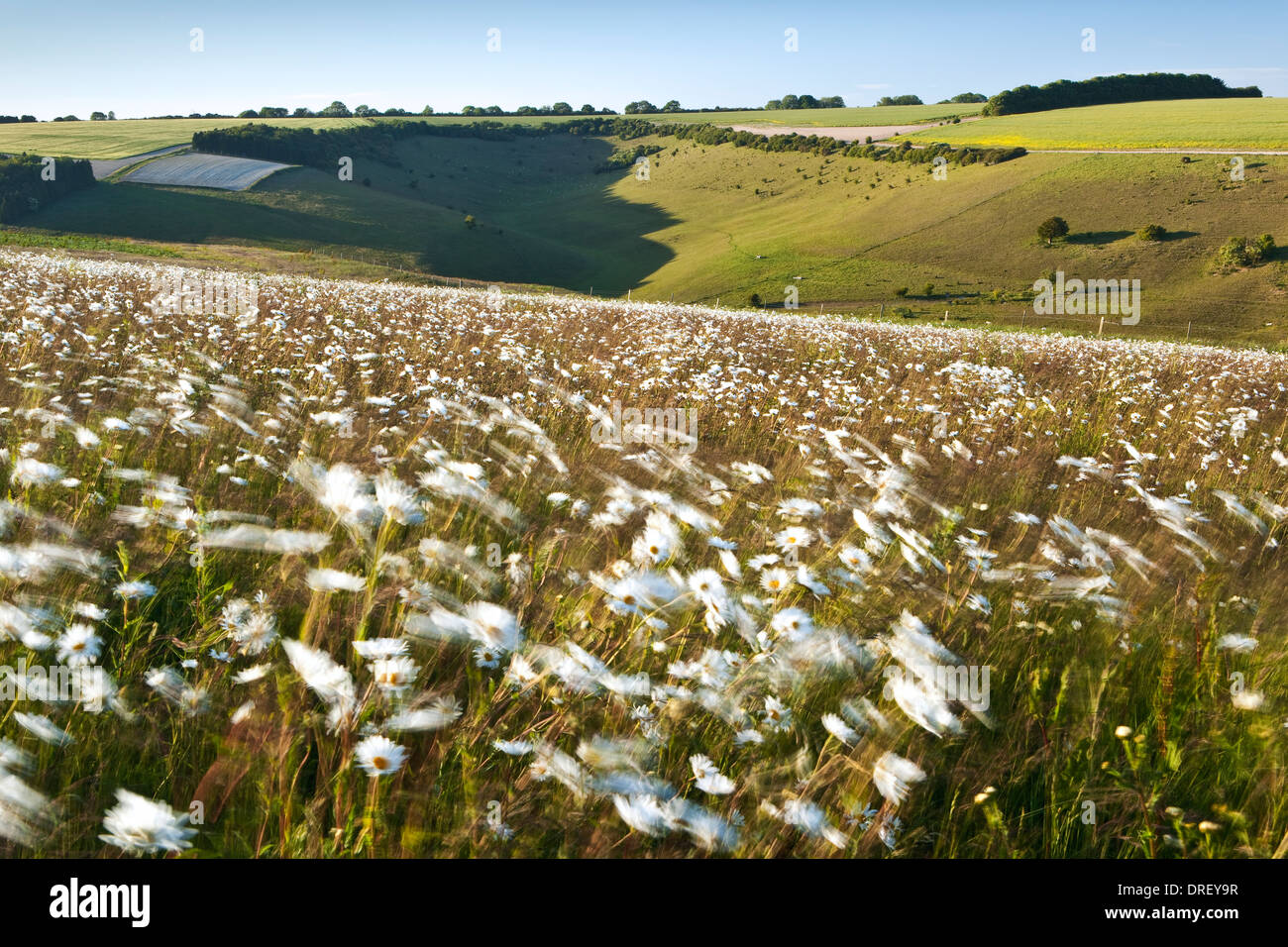 A view of English downland on a summer evening with wildflowers blowing in the wind Stock Photo