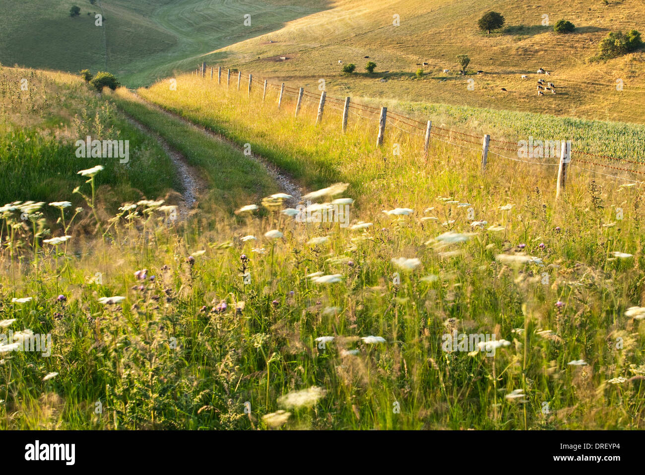 A view of a track through English downland on a sunny summer evening with wildflowers and cattle grazing in the distance. Stock Photo