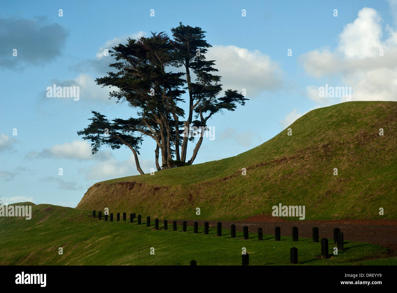 Tree near top of Mount Victoria in Devonport a suburb of Auckland, North Island, New Zealand.roadslopes Stock Photo