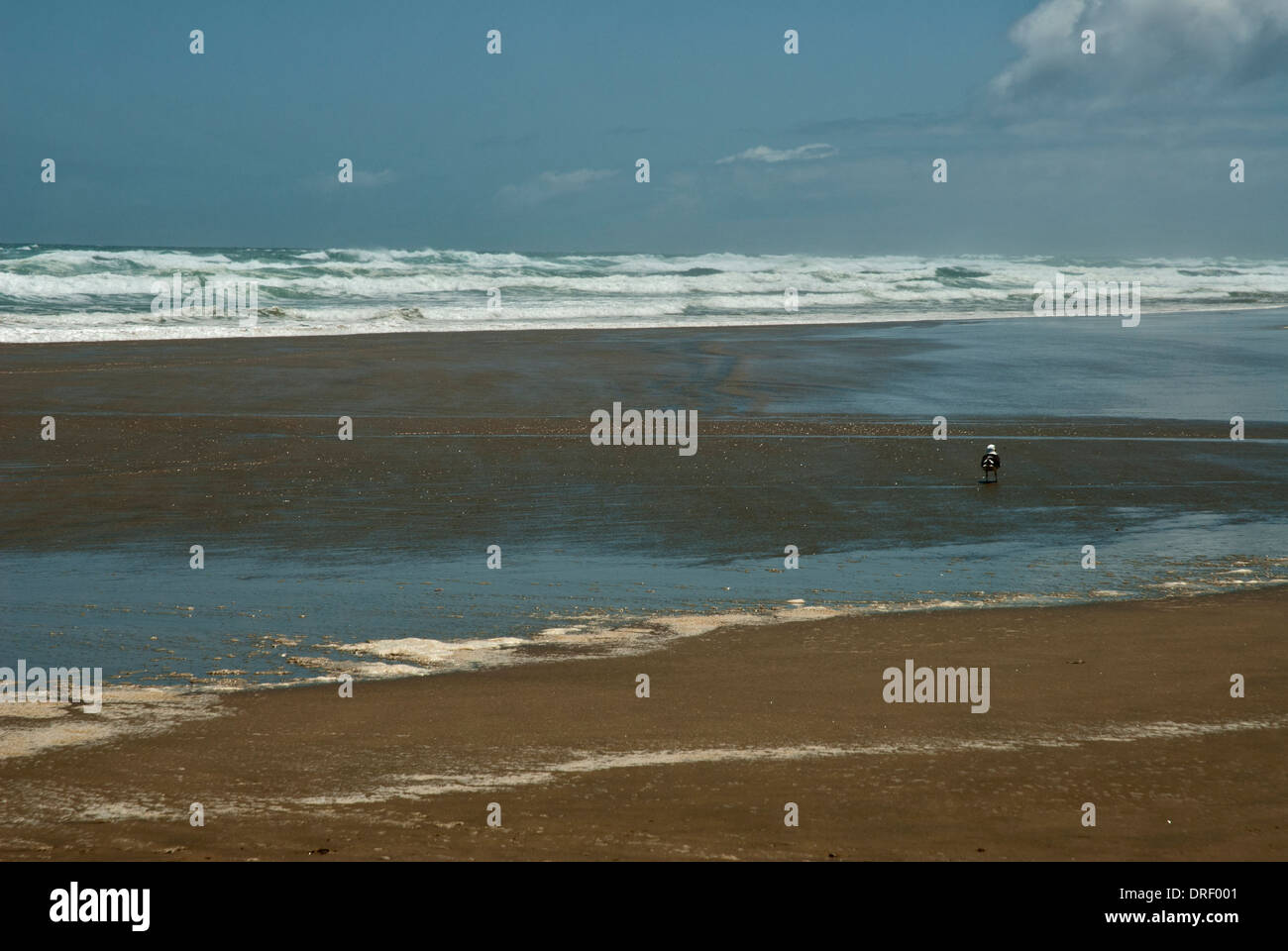 Lone seagull on Baylys Beach near Dargaville, North Island New Zealand Stock Photo