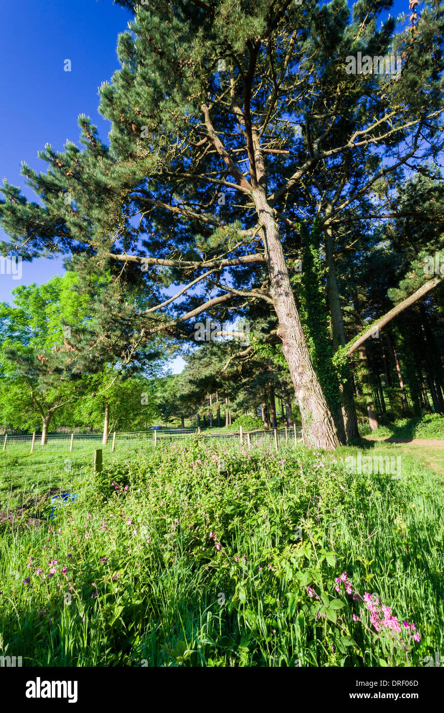 Cwm Ivy Marsh Gower Peninsula Wales UK Stock Photo Alamy