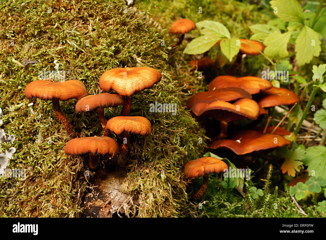 Funghi on the side of a decomposing tree in the woods during the autumn season Stock Photo