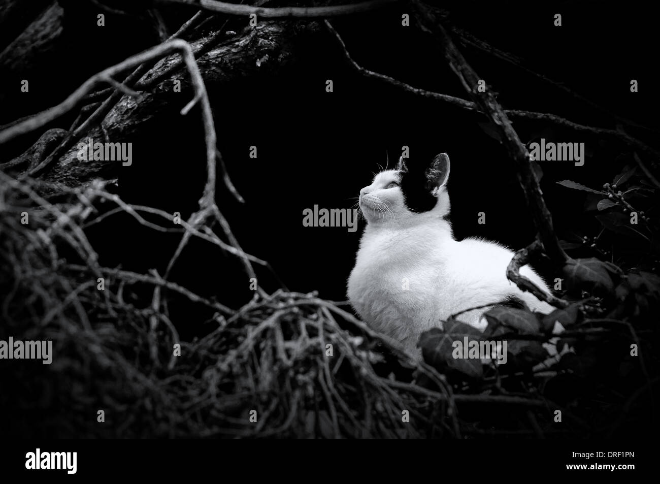 Black and white cat hunting Stock Photo - Alamy
