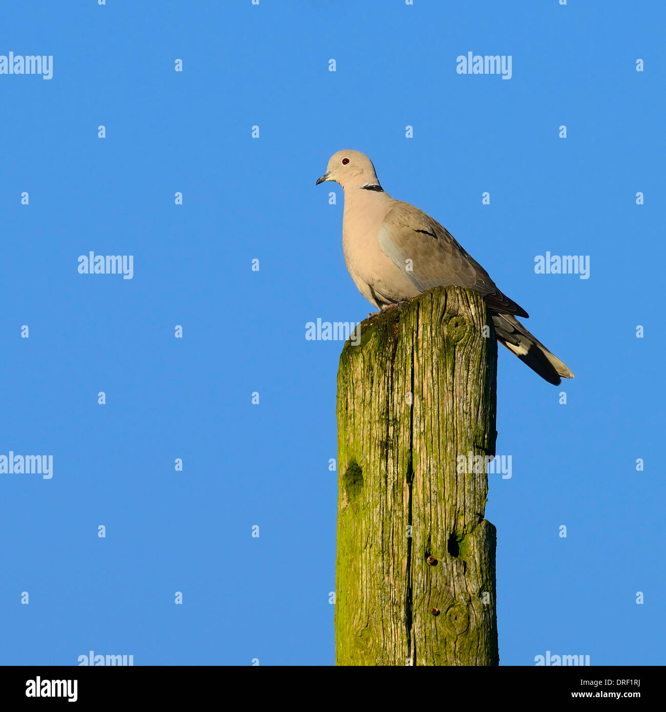 Collared Dove,Streptopelia decaocto,Essex UK Stock Photo Alamy