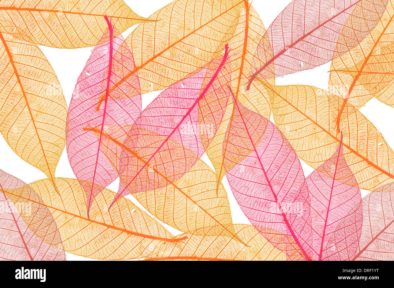 Transparent Leaf Stock Photo