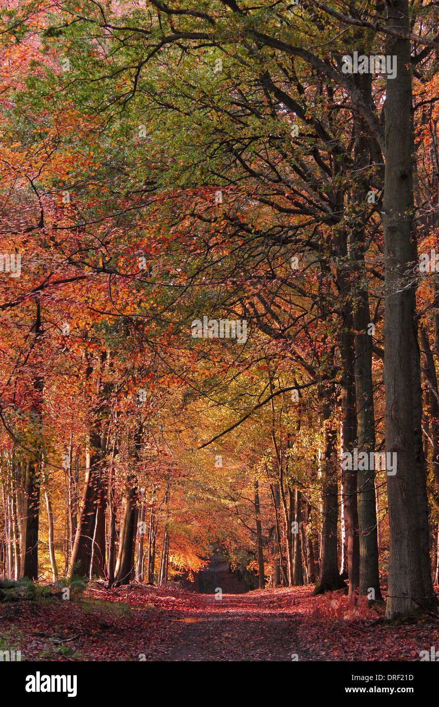 Autumn Woodland scene, Ashridge, Hertforshire, UK Stock Photo