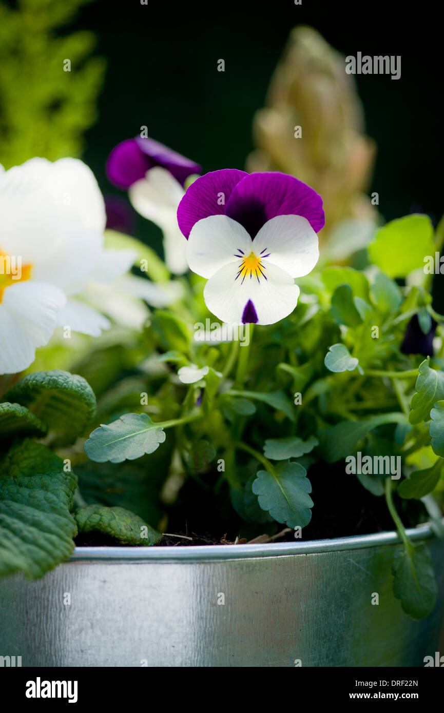 Galvanised plant container hi-res stock photography and images - Alamy