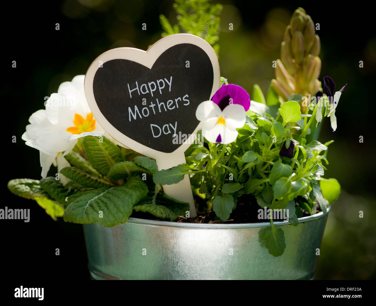Potted Plant display with 'Happy Mothers Day' sign Stock Photo