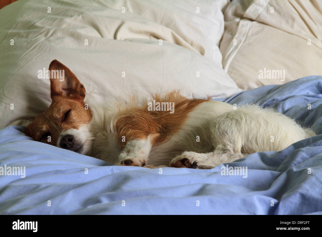 A small brown and white Jack Russell type dog sleeps on a bed Stock