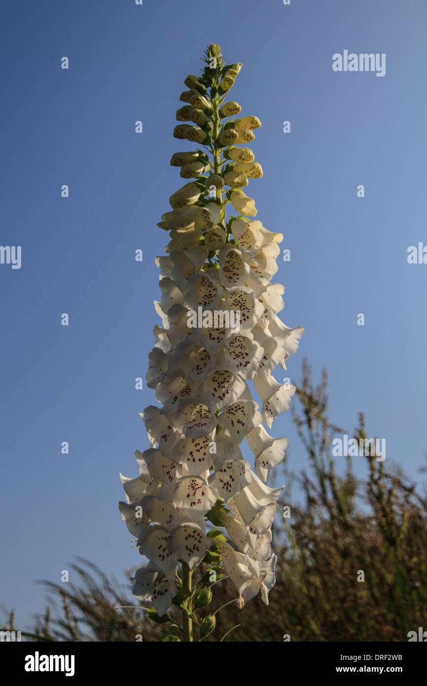 A white foxglove (Digitalis purpurea 'Alba' Stock Photo Alamy