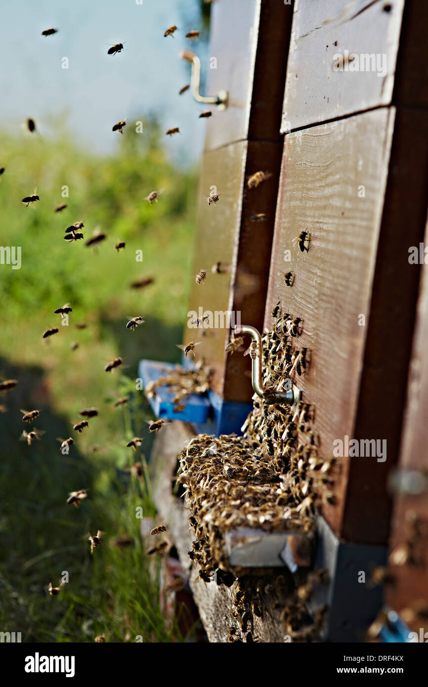 Beehive In Summer, Croatia, Europe Stock Photo Alamy