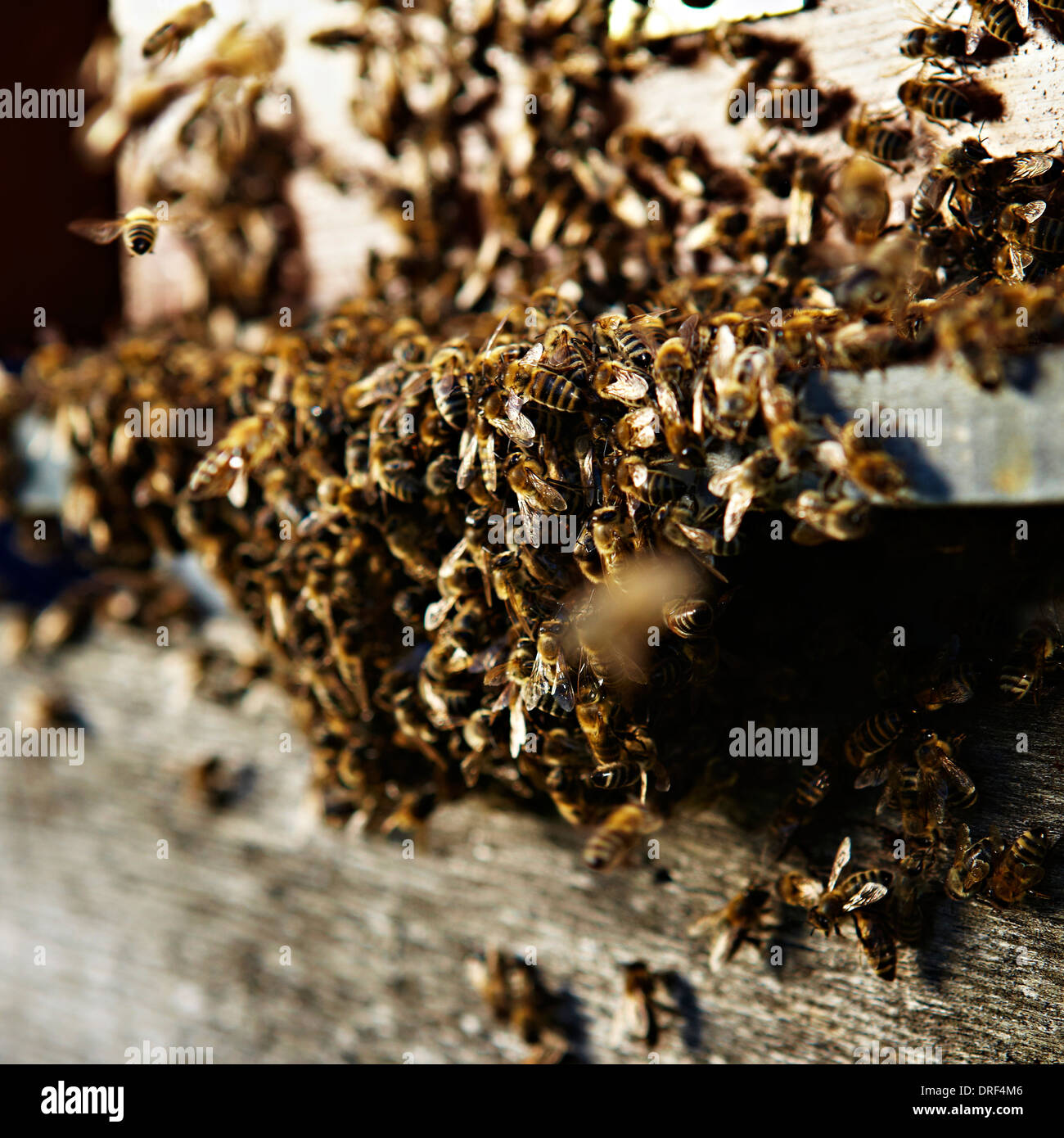 Beehive, Croatia, Europe Stock Photo Alamy