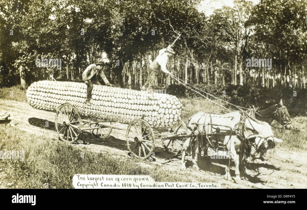 Largest ear of corn grown in Canada Stock Photo Alamy