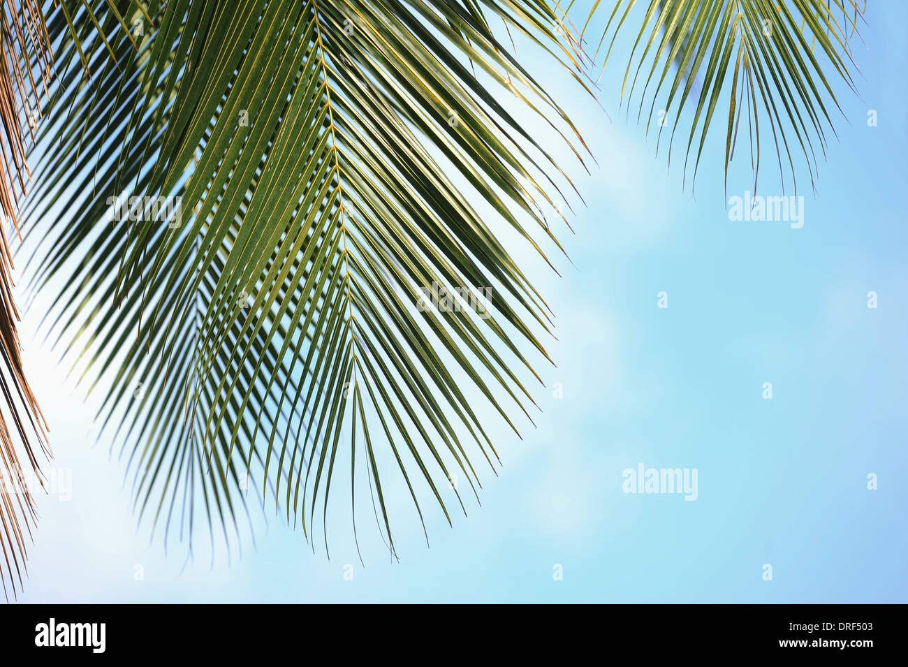 Palm leaf hi-res stock photography and images - Alamy