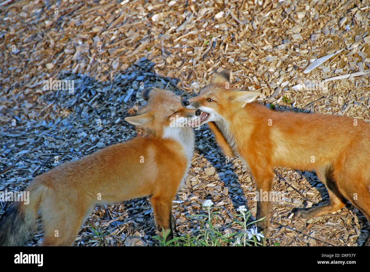 Two young wild red foxes playing Stock Photo