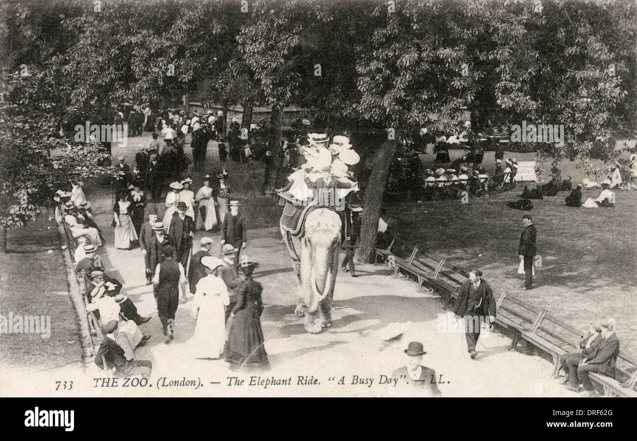 Elephant Ride at London Zoo Stock Photo Alamy