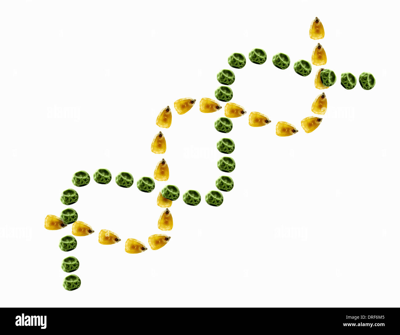 double helix maize peas symbol genetic engineering Stock Photo