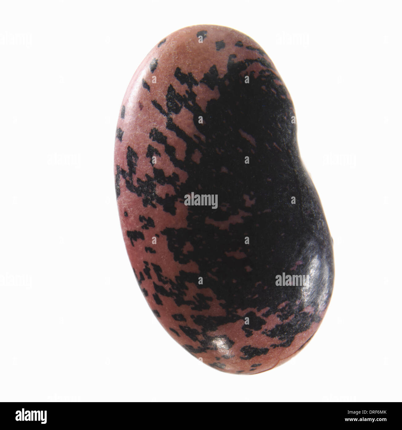 kidney bean with red and black pattern on skin Stock Photo