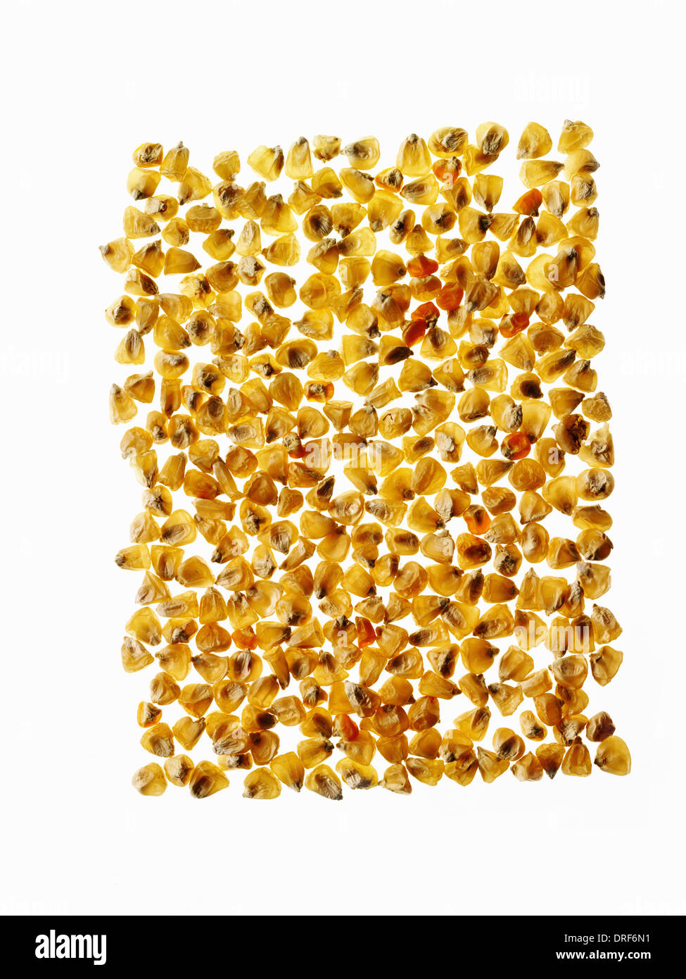 group of corn maize kernels arranged in pattern Stock Photo