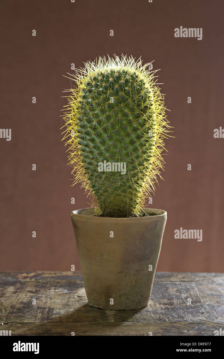 Maryland USA large prickly succulent cactus plant in pot Stock Photo