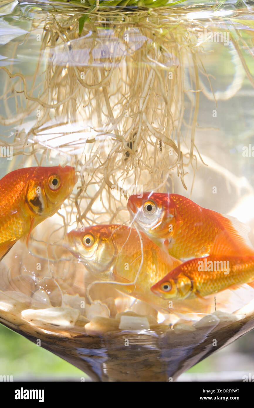 Maryland USA Goldfish in bowl swmming around plant roots Stock Photo