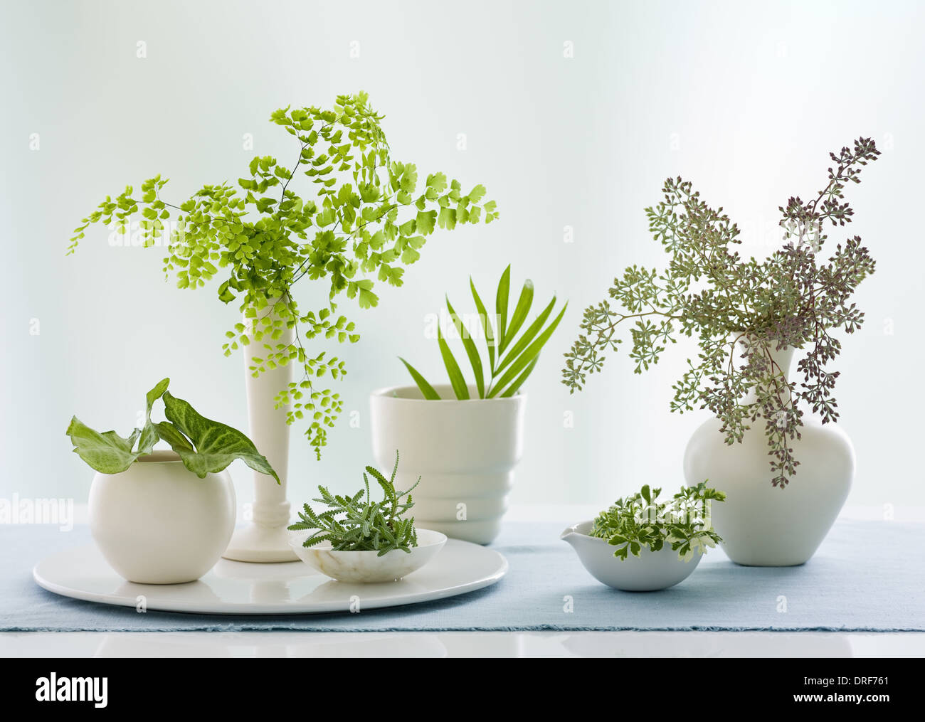 Maryland USA containers jugs variety of green leaves Studio Stock Photo