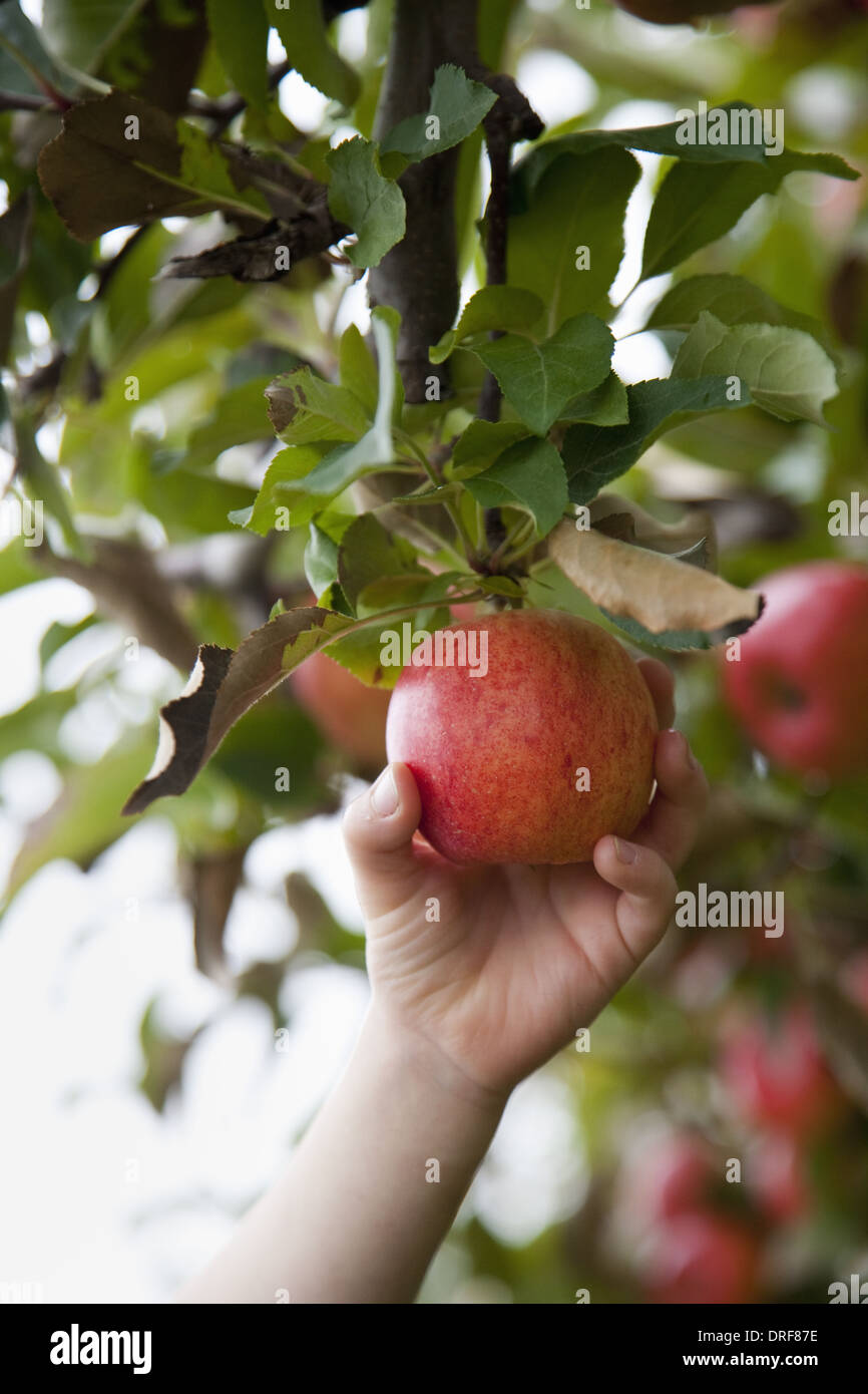 Maryland USA apple tree with red round fruits ready for picking Stock