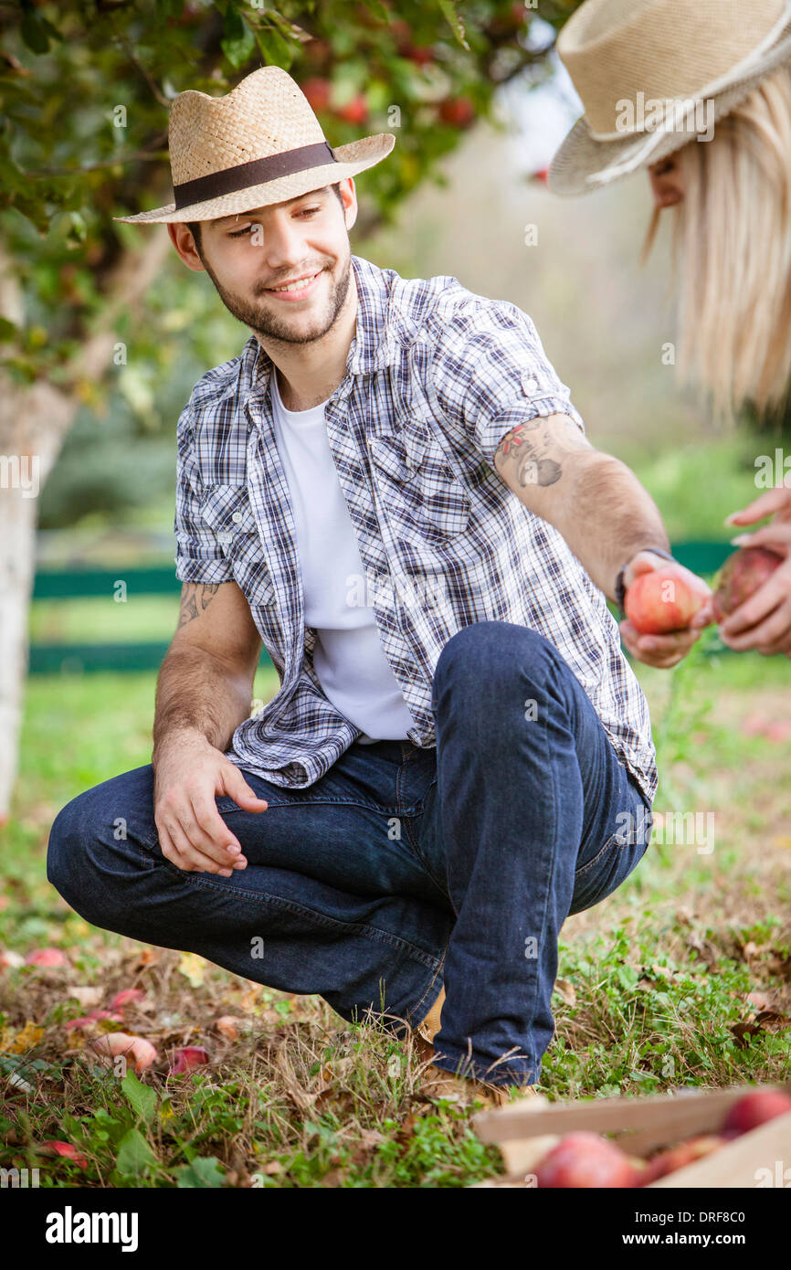 Apple Picking Season, Croatia, Europe Stock Photo Alamy
