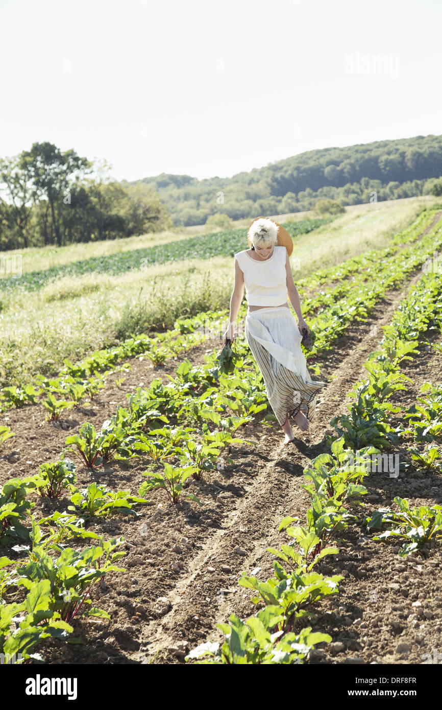 Maryland USA girl harvesting beets fresh vegetables Stock Photo