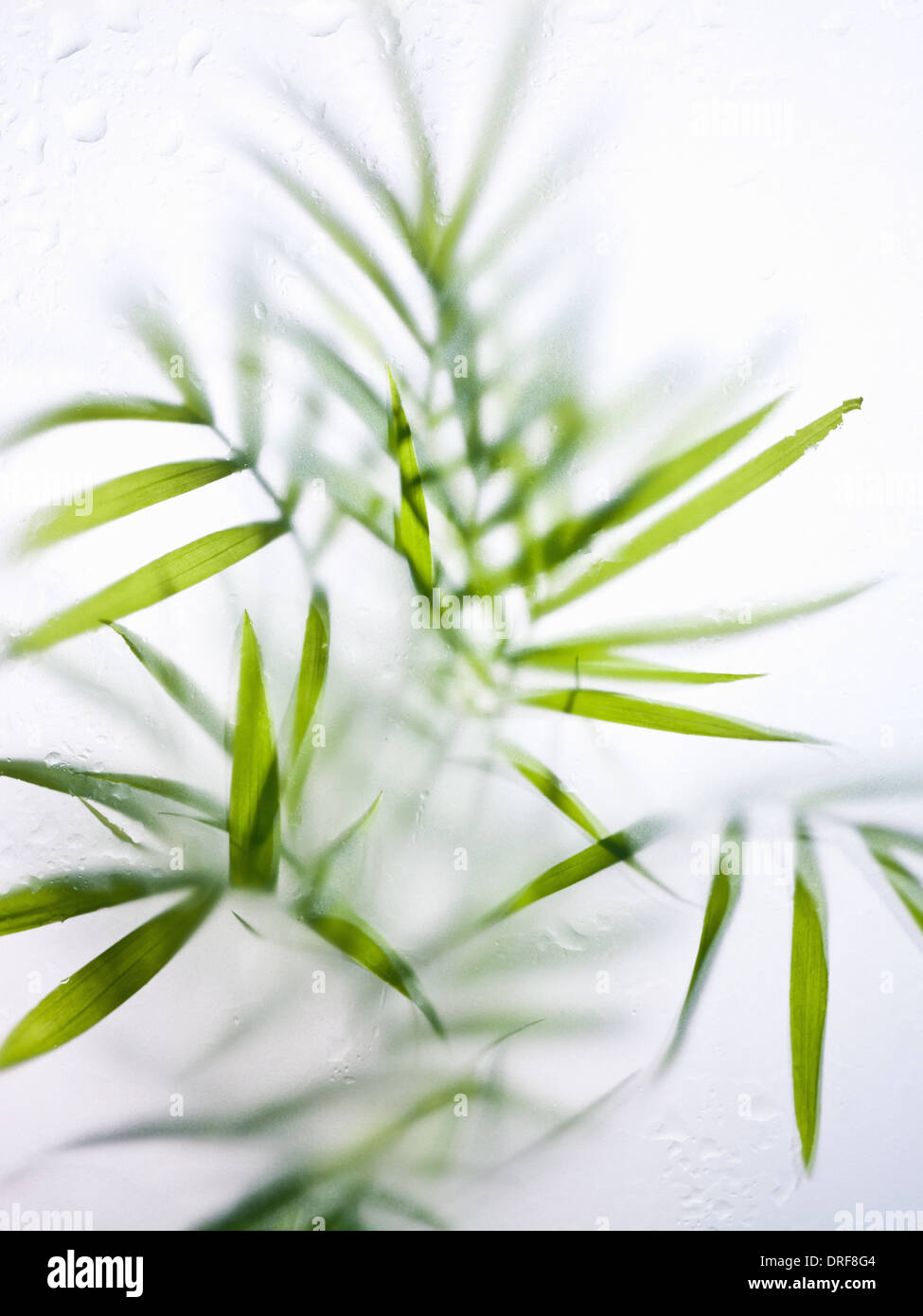 Maryland USA Still life fresh green strap leaves house plant Stock Photo