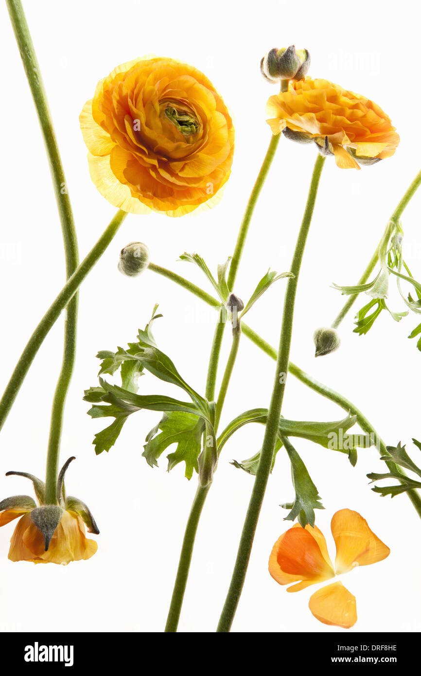 Yellow flowers long stem hires stock photography and images Alamy