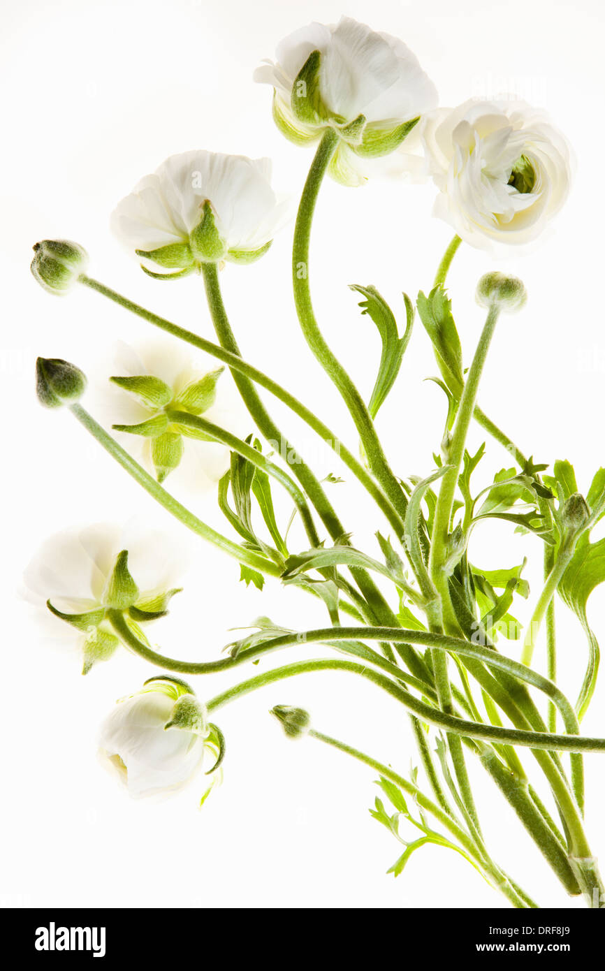 Maryland USA Delicate flowers with long thin stalks Stock Photo Alamy