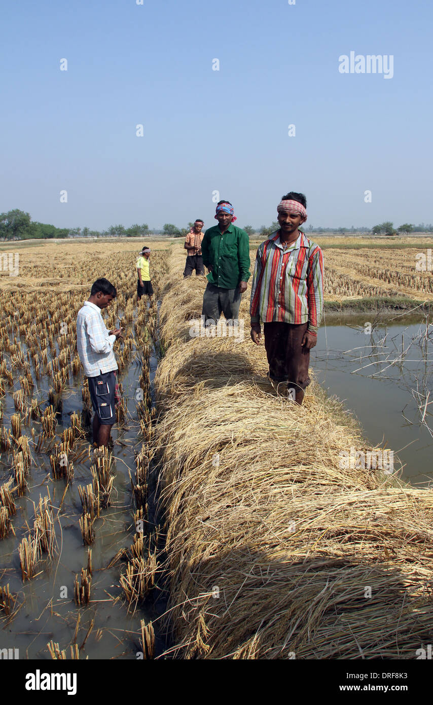 Farmer harvesting rice on rice field on Dec 02, 2012 in Baidyapur, West ...